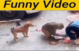 Funny | Funny video status
